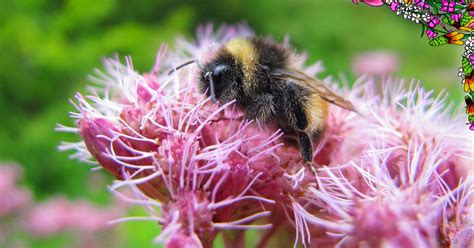 Wild Medicinal And Native Plants Of The Coast Salish Territories