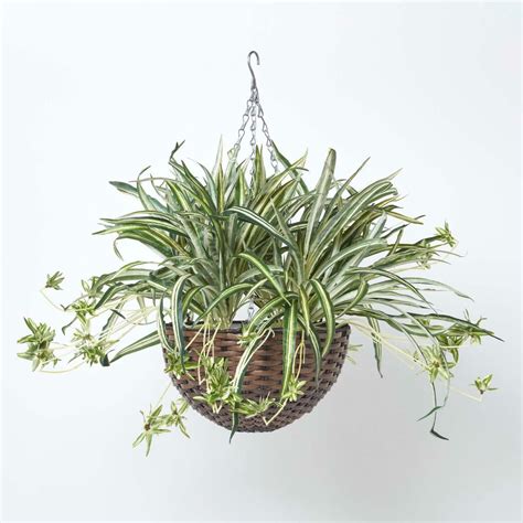 Artificial Hanging Basket With Faux Spider Plant In A Rattan Style