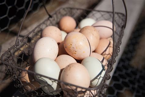 Storing And Preserving Eggs Farm Fresh Eggs Primer Melissa K Norris