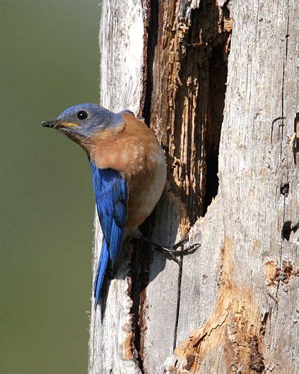 Eastern Bluebird By Gerry Dewaghe Blue Bird Birds Eastern Bluebird