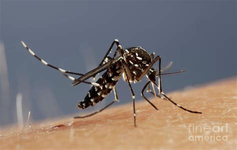 Asian Tiger Mosquito Female Feeding Photograph By Pascal Goetgheluckscience Photo Library