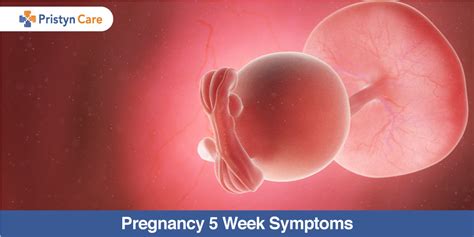 Pregnancy 5 Week Symptoms Pristyn Care