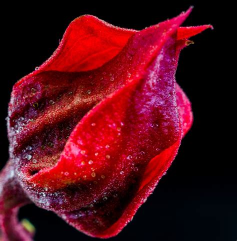 Gratis Billeder Blomst Blad Kronblad Flor Rose Lyserød Tæt På