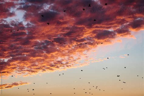 Birds Flying In Formation During Migration Under Sunset Clouds By