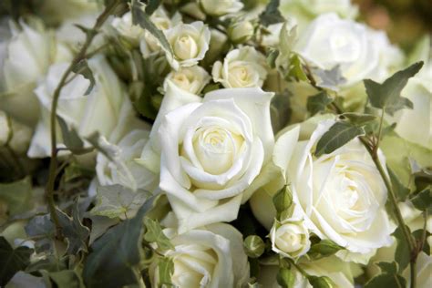 As one nears ghangaria one is greeted by fields of perfumed wild flowers, wild rose bushes and wild strawberries by the sides of the path. Roses | Harper's Bazaar | Amanda Austin Flowers | Blog