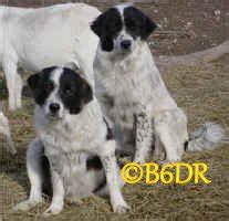 Pyredoodles can be bred with a variety of color combinations much greater than that of a purebred akc. ***Bar 6 Diamond Ranch Livestock Guardian Dogs***