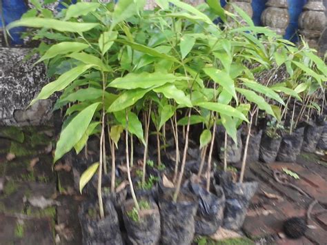 Maybe you would like to learn more about one of these? Jual Bibit Gaharu jenis: Aquilaria malaccensis: Bibit ...