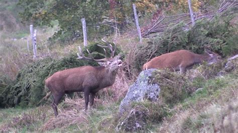 BRAME DU CERF 2018  15 jours d'affût et d'approche dans les Hautes