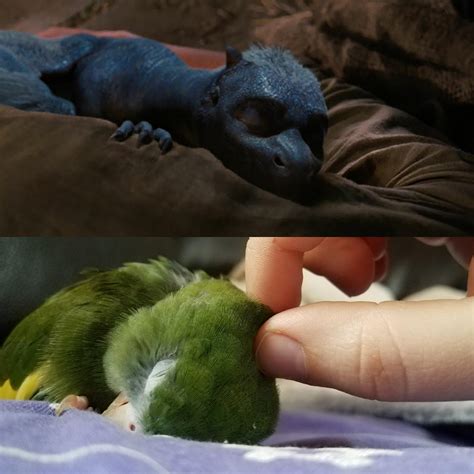 Beware The Ferocious Baby Dragons Both Have Feathered Wings In Common