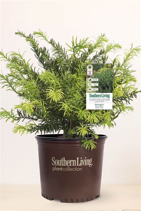 Heat tolerant, drought resistant, and shade loving plum yew; Buy Southern Living Yewtopia Plum Yew (ornamental ...