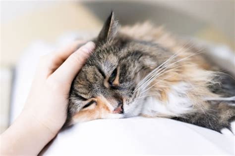 Signs Of Pain In Cats And What Can Help