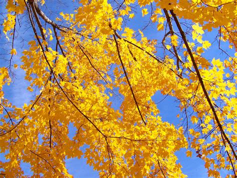 Autumn Leaves And Blue Sky Free Stock Photo Public Domain Pictures