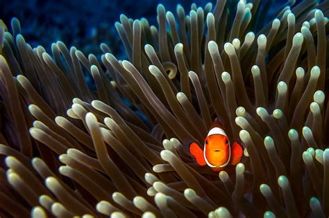 Animals Fish Clownfish Sea Anemones Wallpapers Hd