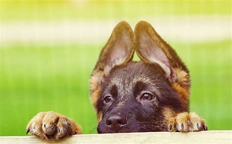 Cute German Shepherd Puppies High Definition High Hd Wallpaper