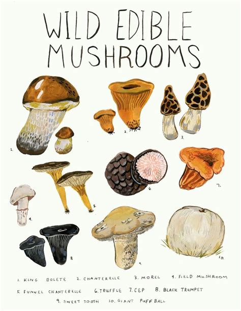 Wild Edible Mushrooms Print Etsy Stuffed Mushrooms Edible