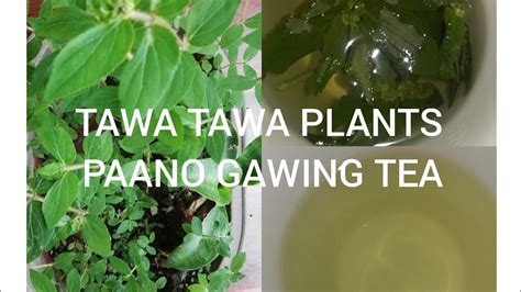 Tawa Tawa Plants How To Make Tawa Tawa Tea Rosalie Gallardo Youtube