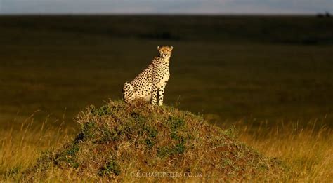 Cheetah At Sunset 500 Pf With D850 Wildlife Photography Wildlife