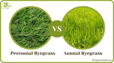 Perennial Ryegrass Vs Annual Ryegrass Which Is Better Evergreen Seeds
