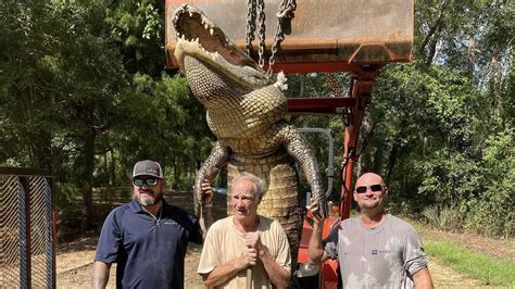 13 Foot Long 680 Pound Alligator From Texas Caught After 20 Year Hunt
