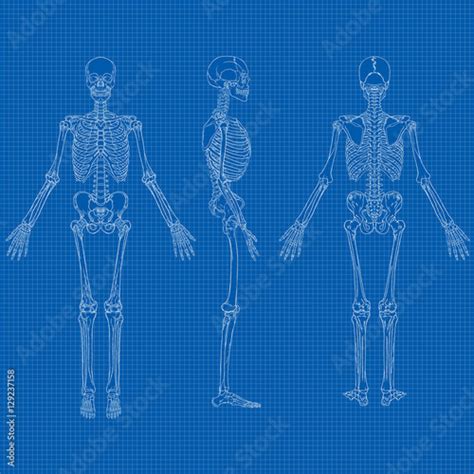 Human Skeleton Blueprint Vector Stock Image And Royalty Free Vector