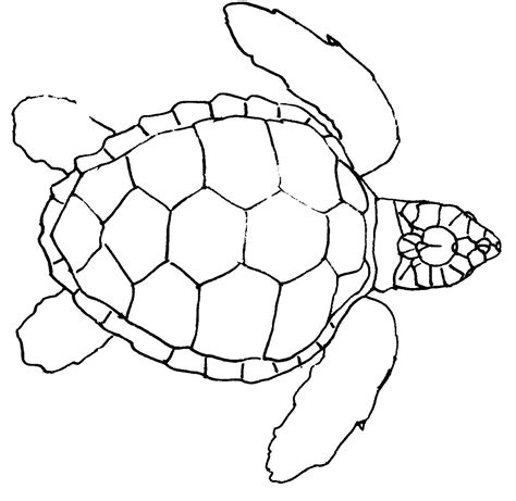 Turtle Outline Turtle Outline Turtle Drawing Turtle Coloring Pages