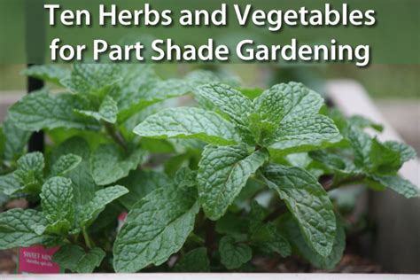So consider raising them in a shady spot. 10 Herbs & Vegetables Perfect for Growing in a Shaded Garden