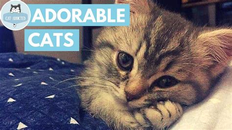 These Cute Cats Will Steal Your Heart Youtube