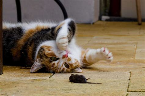 Can House Cats Eat Mice Should You Be Worried If They Do Whisker Pals