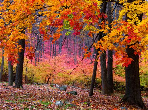 Sfondi Parco Rosa Autunno Alberi Rosso Albero Natura Colori