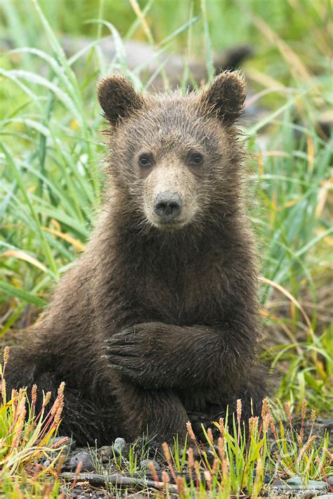 Grizzly Bear Cub Sitting In Meadow Lake Clark National