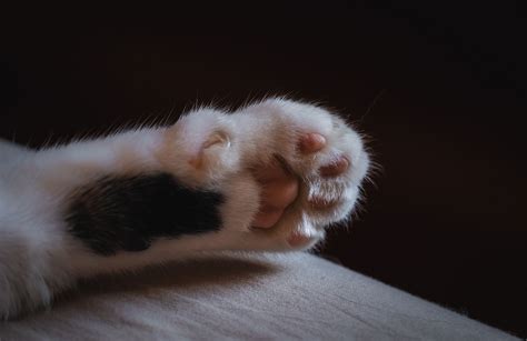 Declawing Your Cat Weighing The Pros And Cons