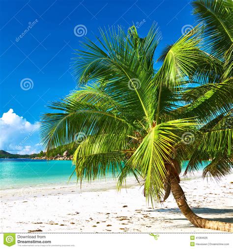 Beautiful Beach With Palm Tree At Seychelles Stock Photo