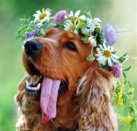 Huge collection, amazing choice, 100+ million high quality, affordable rf and rm images. Animals with Crown of Flowers - XciteFun.net