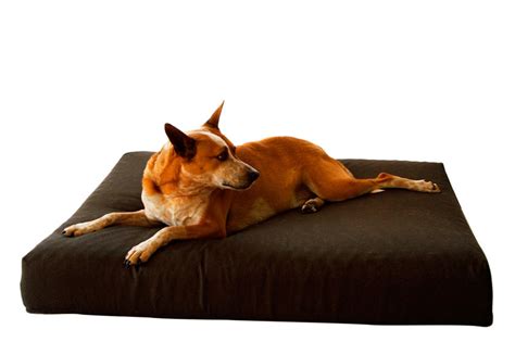 Magnetic Dog Bed Gamma Wadan Sinhala