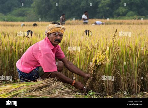 Rice Plant Harvest