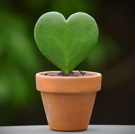 Switch Up Valentines Day Roses For These Heart Shaped Plants