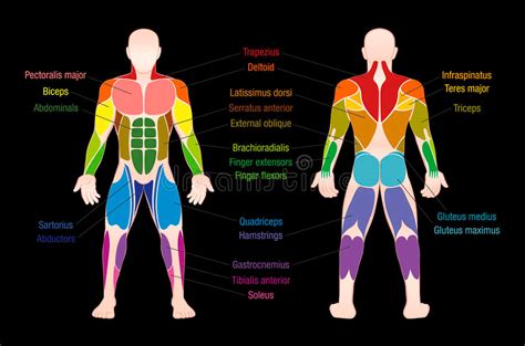 Anterior Muscle Chart