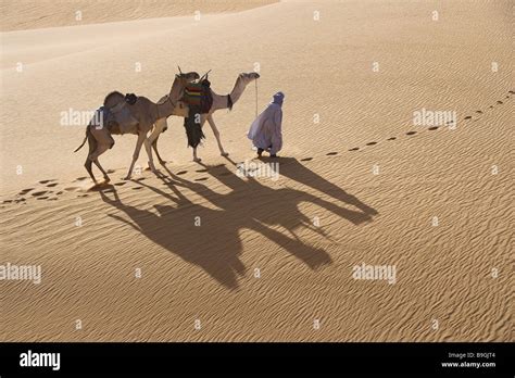 Africa Libya Sand Desert Tuareg Camels Caravan Africa Arabs Supervision
