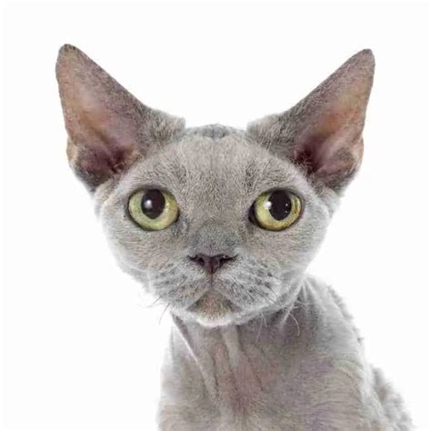 13 Popular Grey Cat Breeds