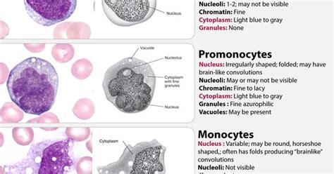 Monocyte Maturation Hematology Pinterest Hematology Med