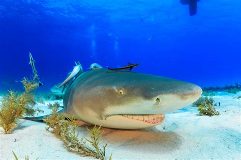 What Do Lemon Sharks Eat American Oceans
