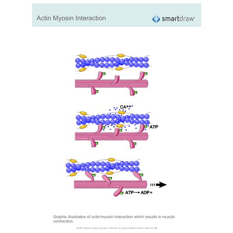 Actin Myosin Interaction
