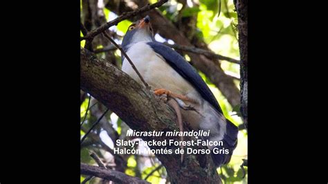 Slaty Backed Forest Falcon Youtube