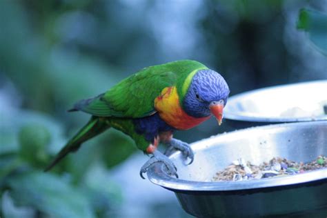 Parrot Eating 3 Free Photo Download Freeimages