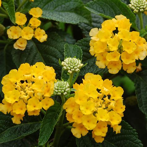 16 Yellow Lantana Plant Chrisevangeline