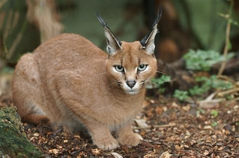 Wild cat animal caracal caracal individual stamp mint nh. Caracal
