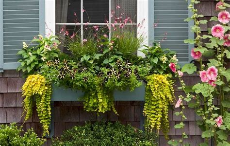 This will allow the plant to take root enough that it will blossom in the summer. How to Grow Creeping Jenny - Gardening Channel