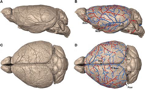Frontiers Precise Cerebral Vascular Atlas In Stereotaxic Coordinates