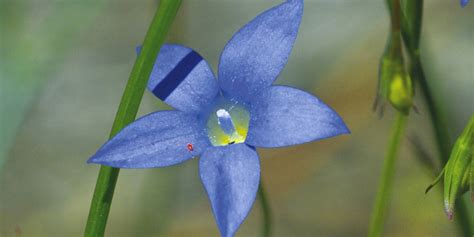 Natural History Australias Floral Emblems