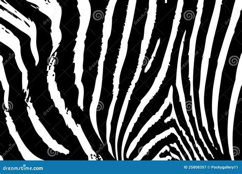 Texture Of Zebra Skin Stock Vector Illustration Of Natural